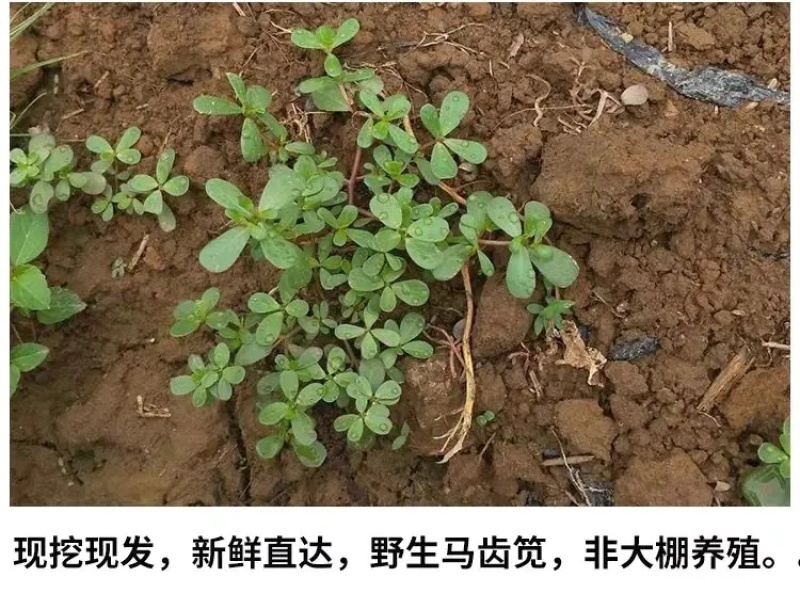 【荐】精品山东新鲜马齿苋菜产地直销一手货源质量保证
