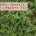 【荐】精品山东新鲜马齿苋菜产地直销一手货源质量保证