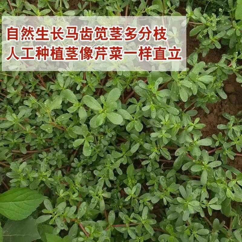 【荐】精品山东新鲜马齿苋菜产地直销一手货源质量保证