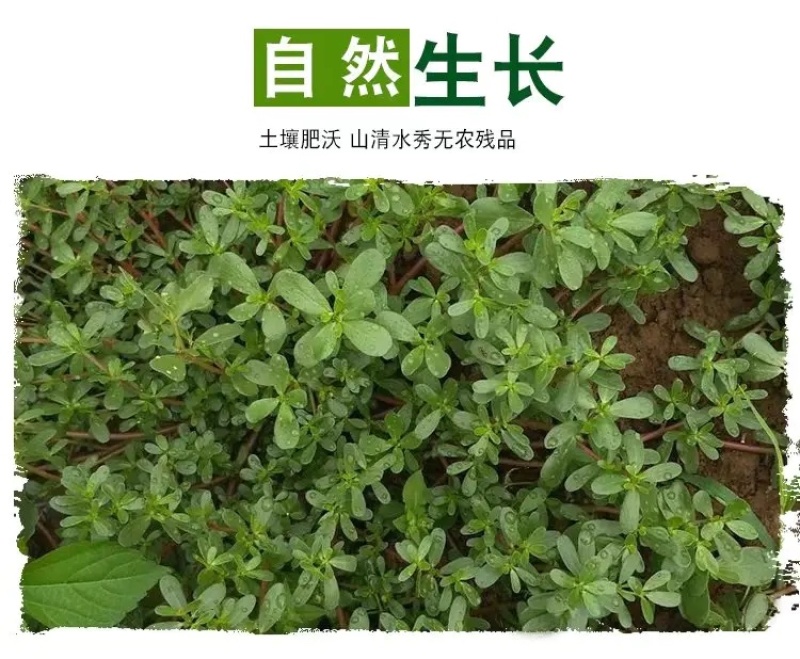 【荐】精品山东新鲜马齿苋菜产地直销一手货源质量保证