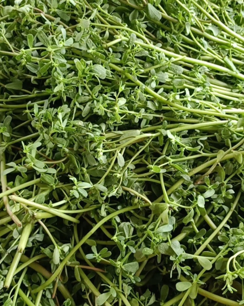 【荐】精品山东新鲜马齿苋菜产地直销一手货源质量保证