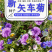 矢车菊种子庭院景观花海景区花花期长观赏价值高