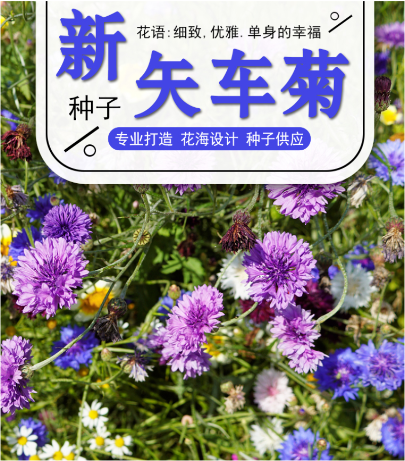 矢车菊种子庭院景观花海景区花花期长观赏价值高