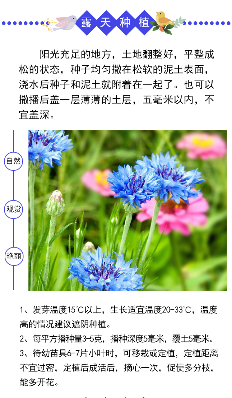 矢车菊种子庭院景观花海景区花花期长观赏价值高