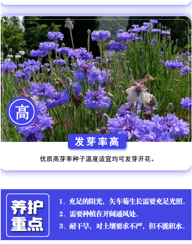 矢车菊种子庭院景观花海景区花花期长观赏价值高