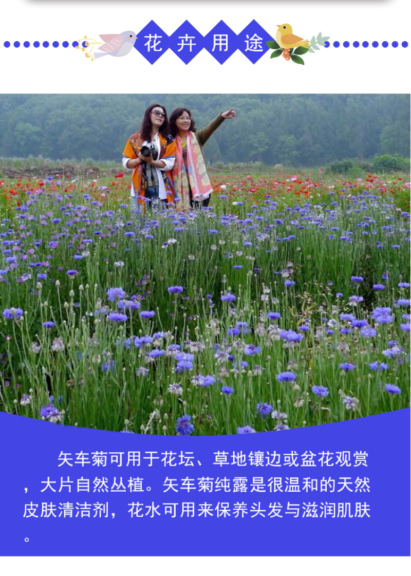 矢车菊种子庭院景观花海景区花花期长观赏价值高