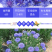 矢车菊种子庭院景观花海景区花花期长观赏价值高