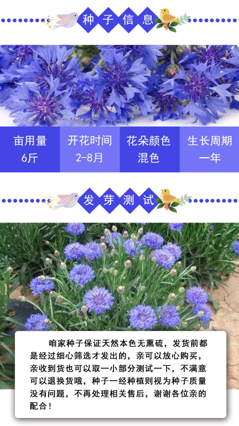 矢车菊种子庭院景观花海景区花花期长观赏价值高
