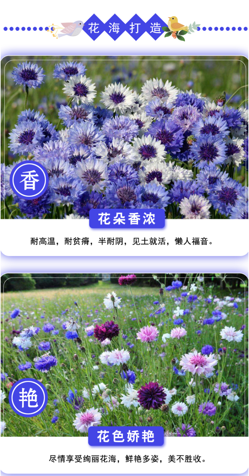 矢车菊种子庭院景观花海景区花花期长观赏价值高