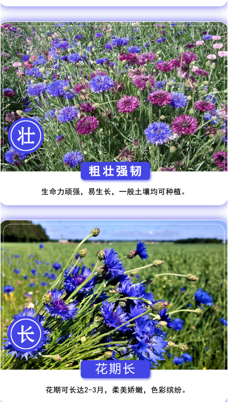 矢车菊种子庭院景观花海景区花花期长观赏价值高