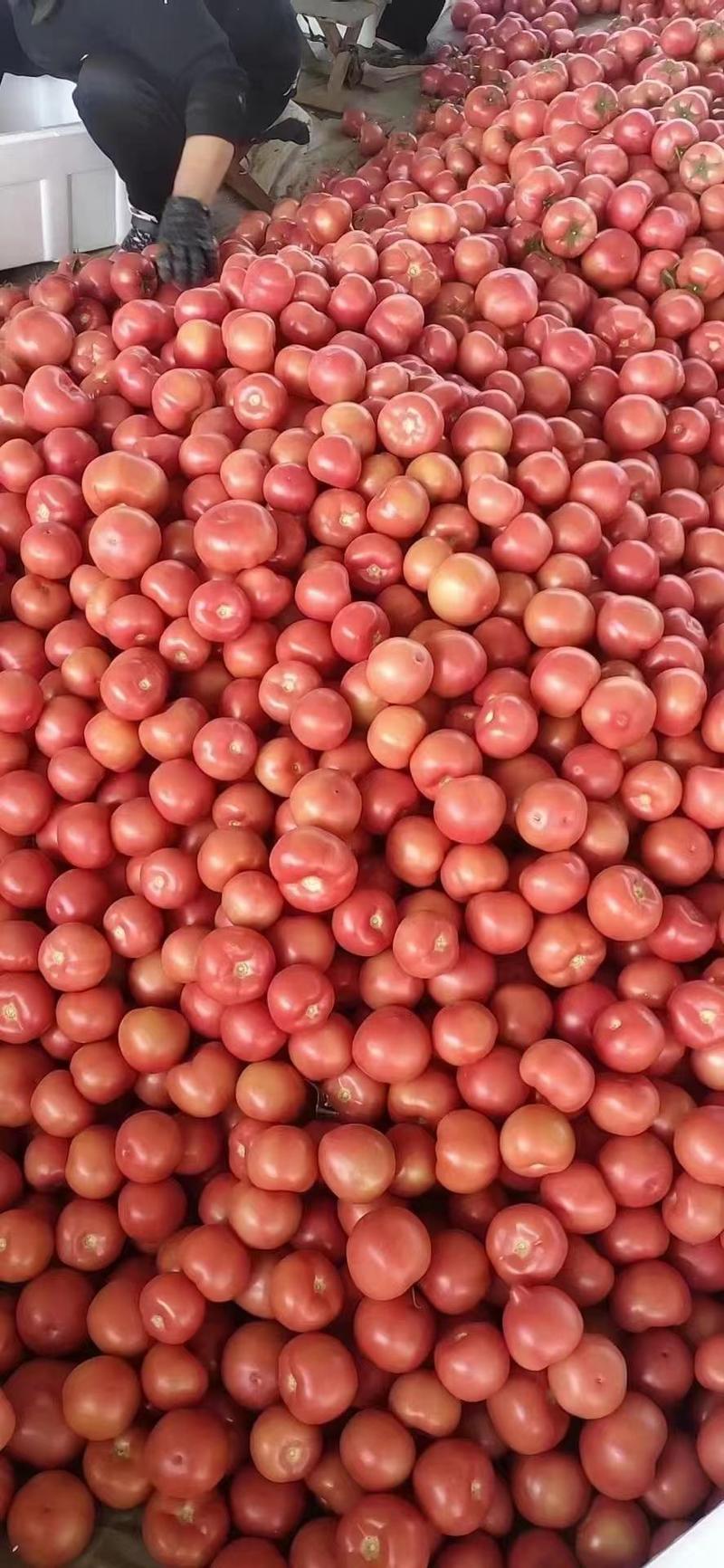 山东聊城硬粉西红柿弧三以上硬粉精品