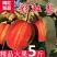 网红彩虹梨一件代发，品质保证，常年供应，合作，产地直发