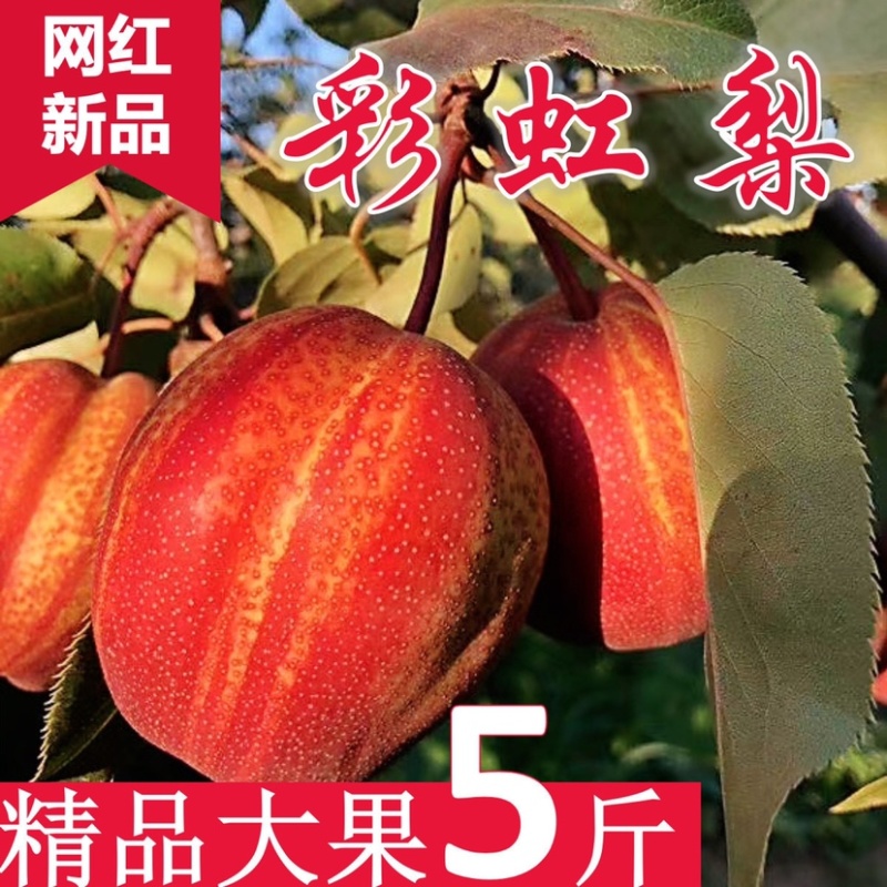 网红彩虹梨一件代发，品质保证，常年供应，合作，产地直发