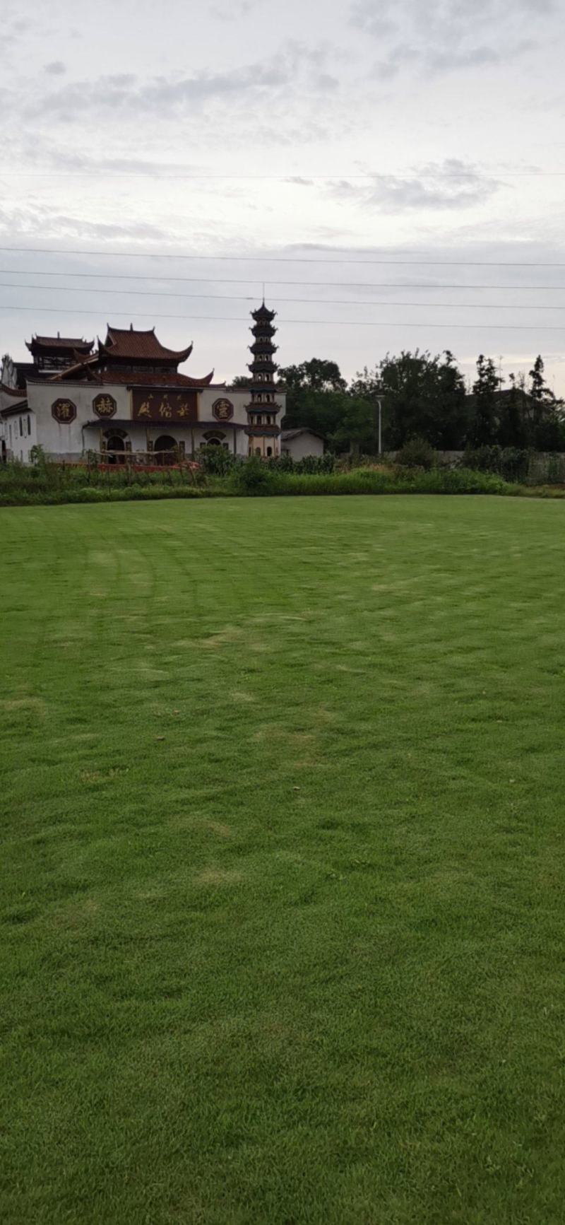 马尼拉草皮自产自销一手货源无中间商