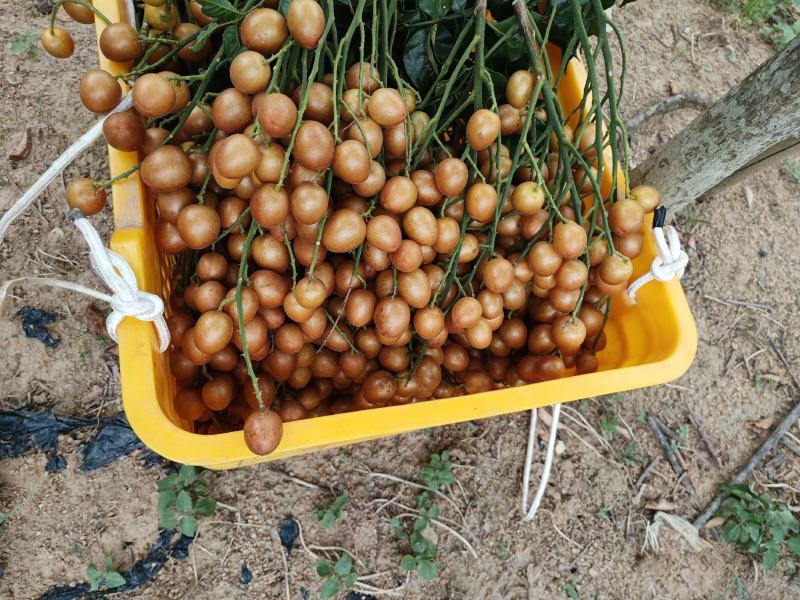 钦州浦北县黑金刚黄皮果
