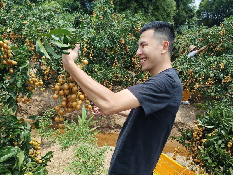 钦州浦北县黑金刚黄皮果