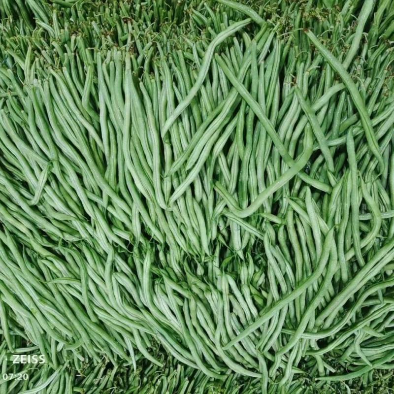 精品长豆角，无筋豆一手货源视频看货品质保证以质论价