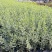 银姬小蜡也叫花叶女贞高度20/50.冠服25左右