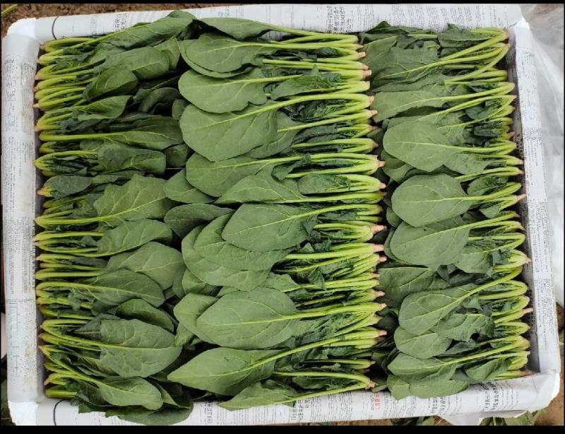 山西大同精品小叶菠菜，10-18，全国各地发
