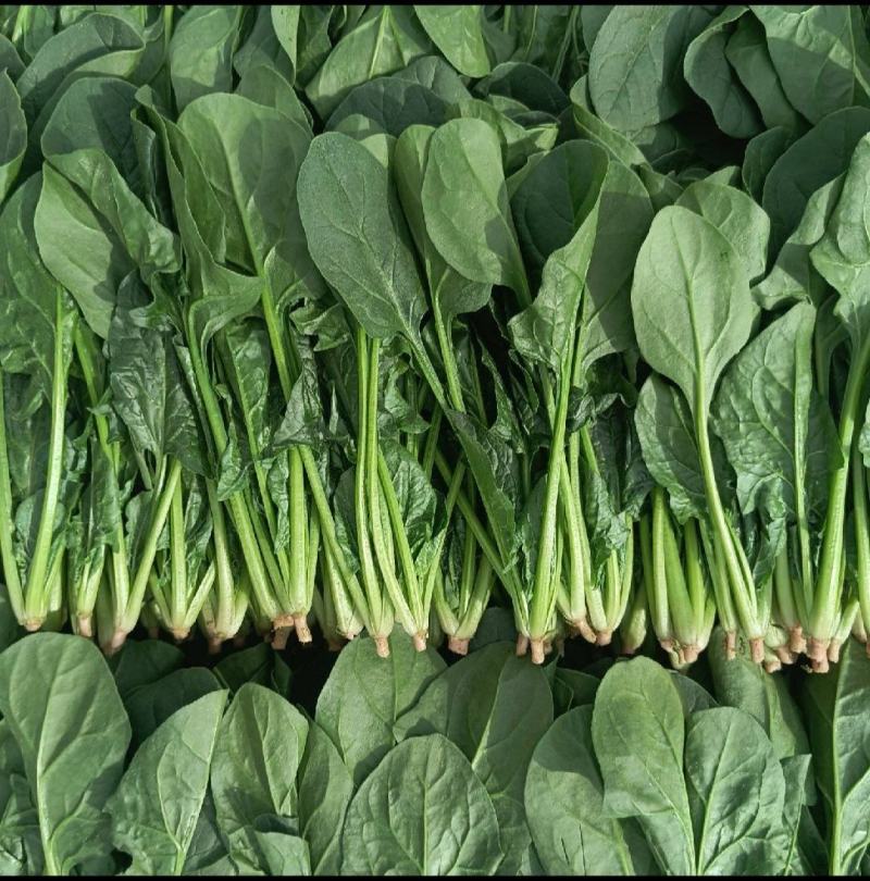 山西大同精品小叶菠菜，10-18，全国各地发