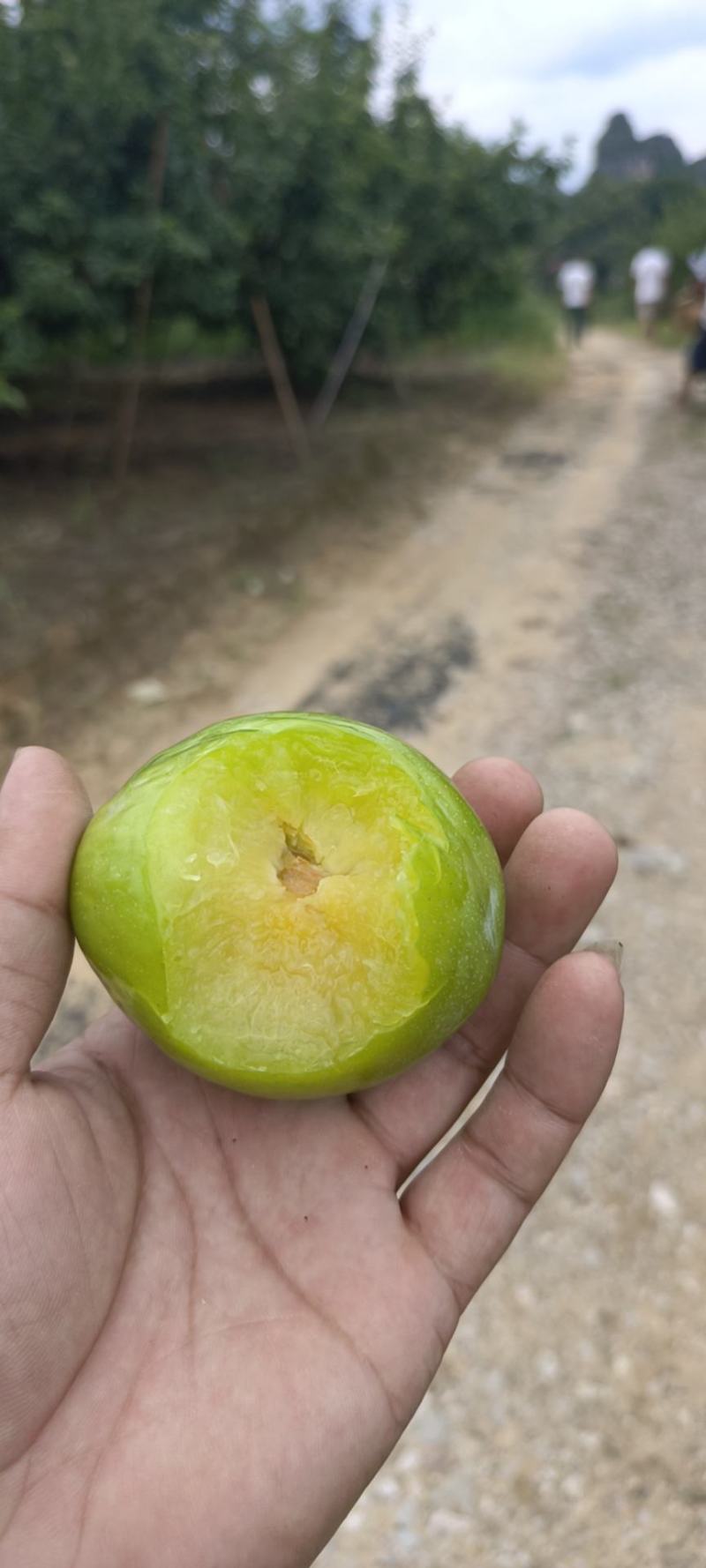 广西桂林新鲜青奈李，货源充足，质量保证，诚信代办