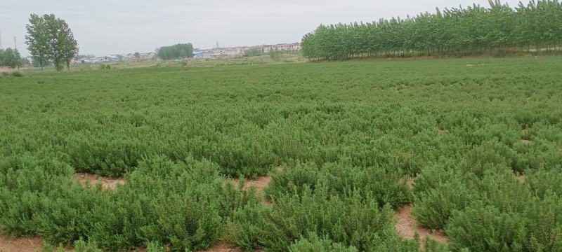 迷迭香鲜枝条，干枝条，长期供应，天然不打农药无残留，苗种