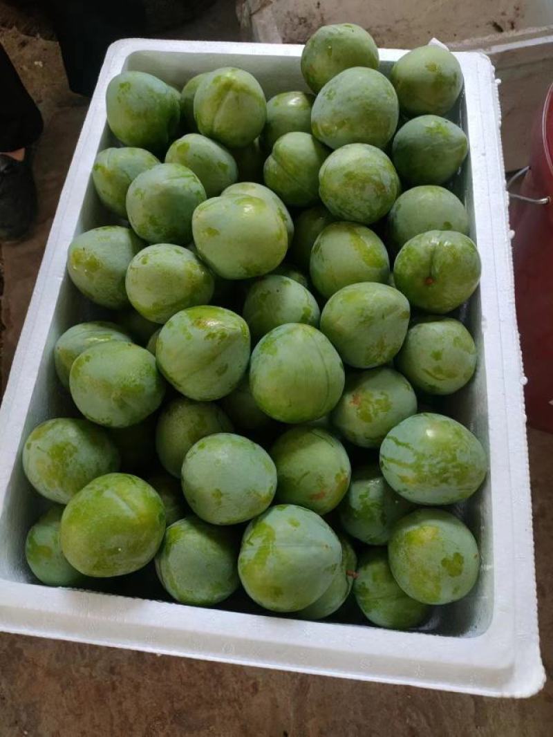 广西桂林灌阳县青奈李