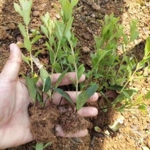 毛娟小苗映山红树苗庭院绿化植物杜鹃苗夏娟紫鹃工程苗木开花