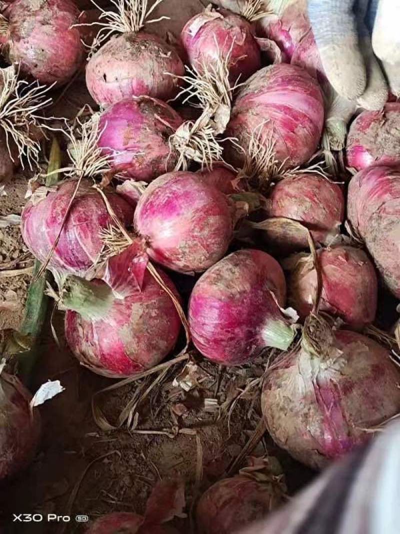 精品秦红宝洋葱