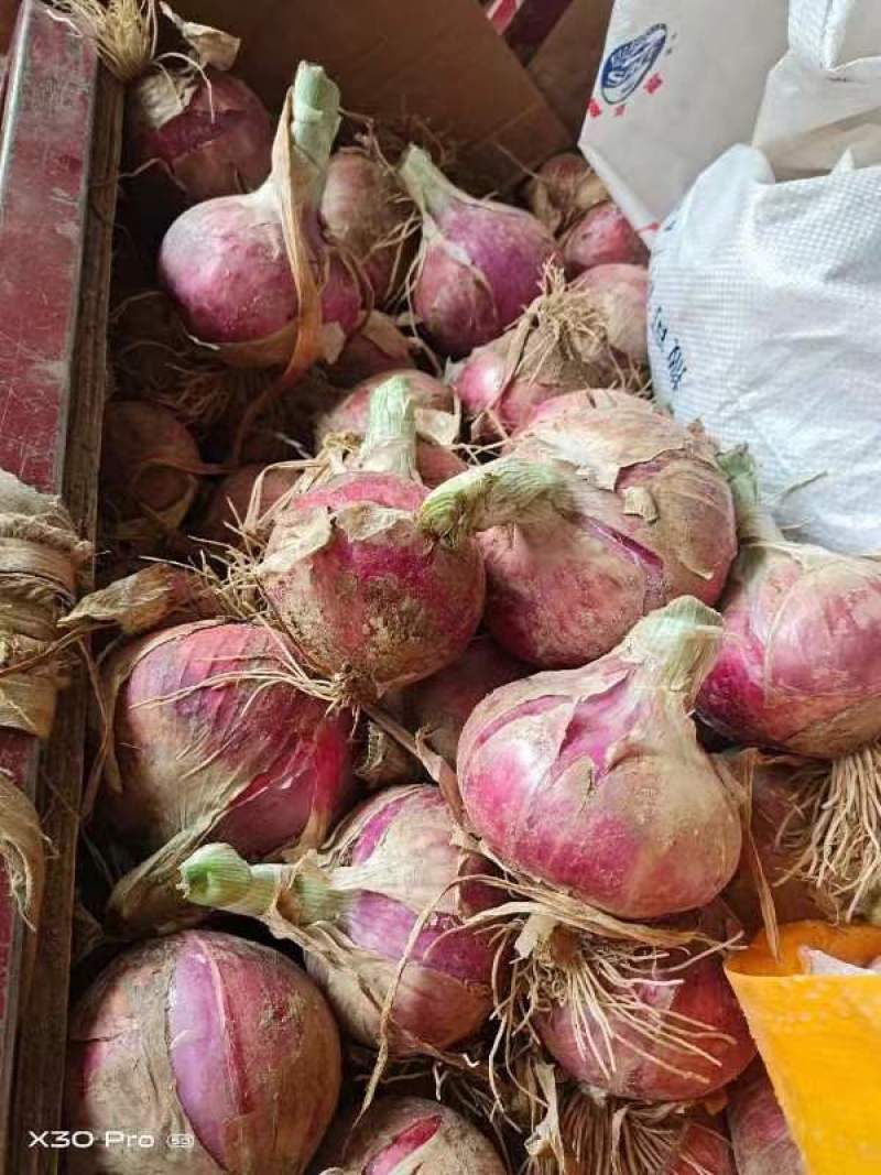 精品秦红宝洋葱
