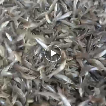 回鱼