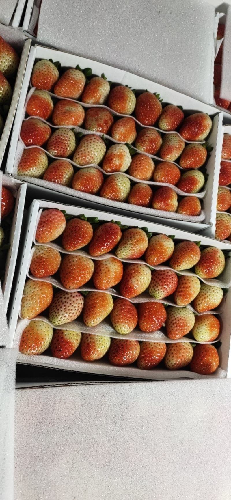 夏季草莓