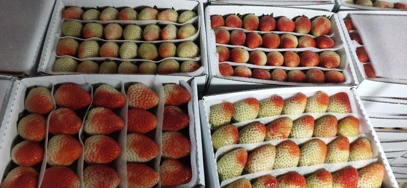 夏季草莓
