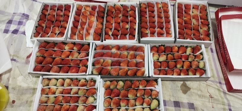 夏季草莓