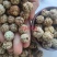 (热销)草蔻广东大草豆蔻进口中草蔻大料批发祥泰药材