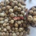 (热销)草蔻广东大草豆蔻进口中草蔻大料批发祥泰药材