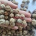 (热销)草蔻广东大草豆蔻进口中草蔻大料批发祥泰药材