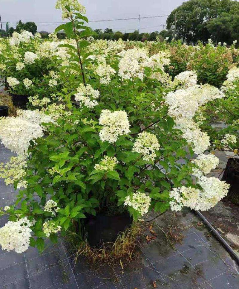 香草草莓圆锥绣球花苗大苗石灰灯盆栽花卉植物室外耐寒庭院