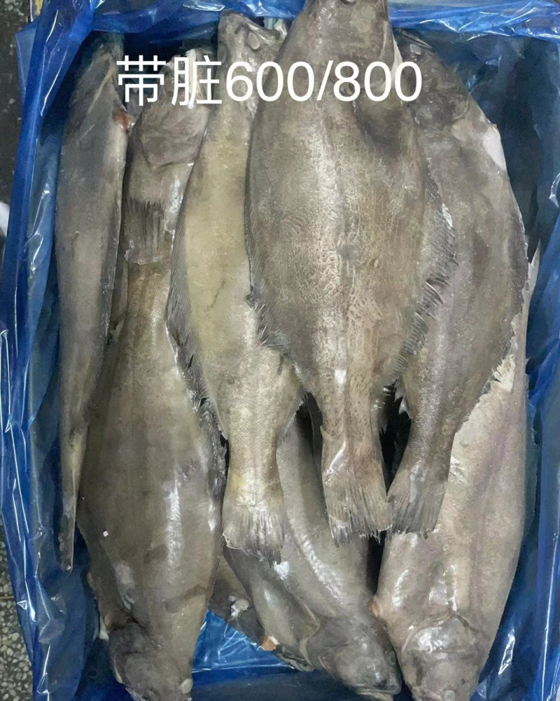 山东鲽鱼