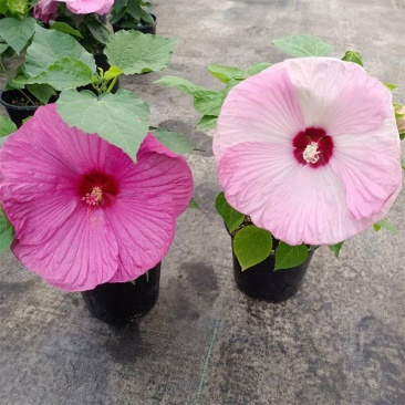 大花芙蓉葵盆栽花开比脸大多年生宿根植物木槿花四季好养庭院