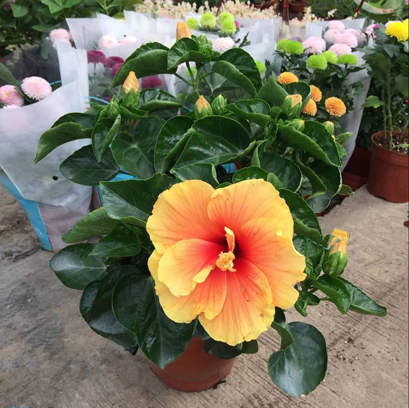 大花芙蓉葵盆栽花开比脸大多年生宿根植物木槿花四季好养庭院