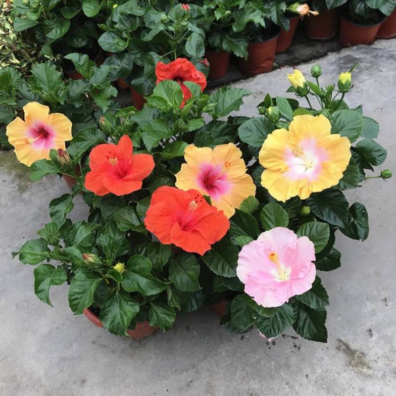 大花芙蓉葵盆栽花开比脸大多年生宿根植物木槿花四季好养庭院