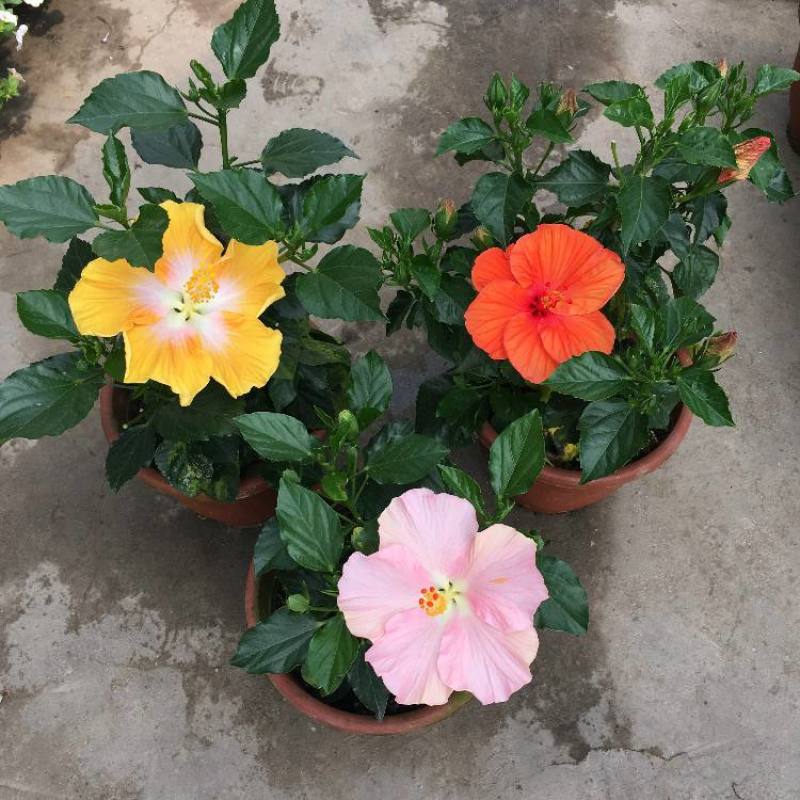 大花芙蓉葵盆栽花开比脸大多年生宿根植物木槿花四季好养庭院