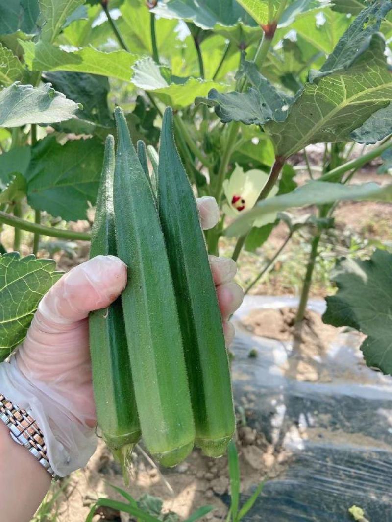 秋葵大量上市了，货源充足