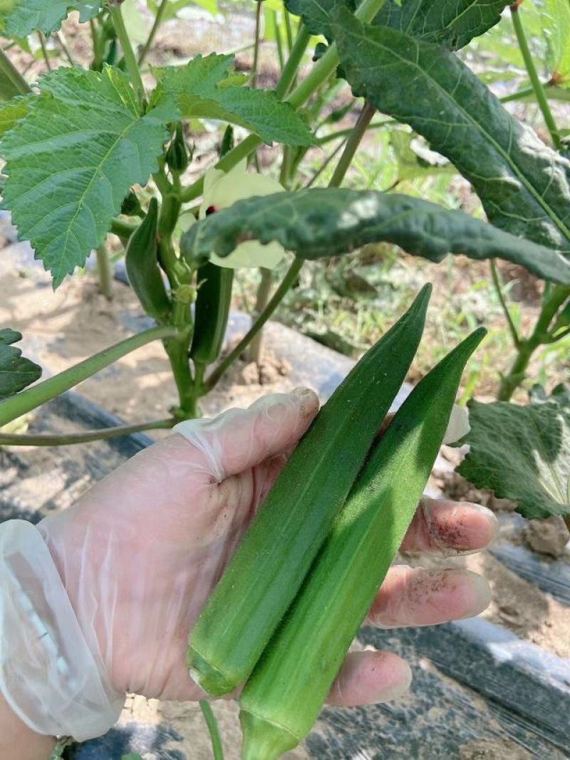 秋葵大量上市了，货源充足