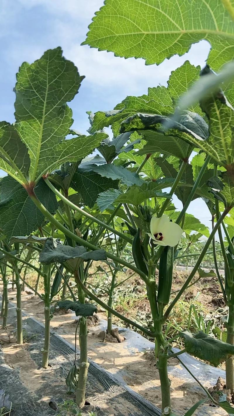 秋葵大量上市了，货源充足