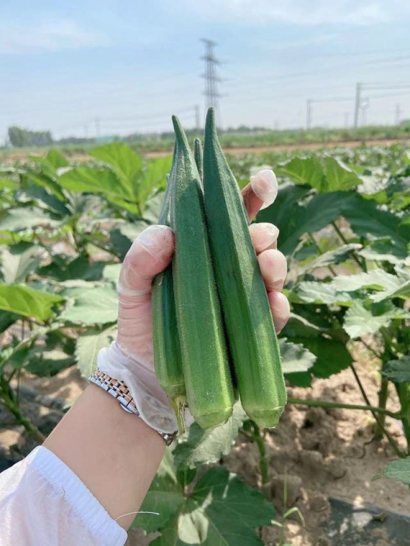 秋葵大量上市了，货源充足