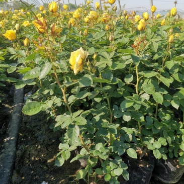 大花月季，大花月季杯苗，花朵硕大花形优美