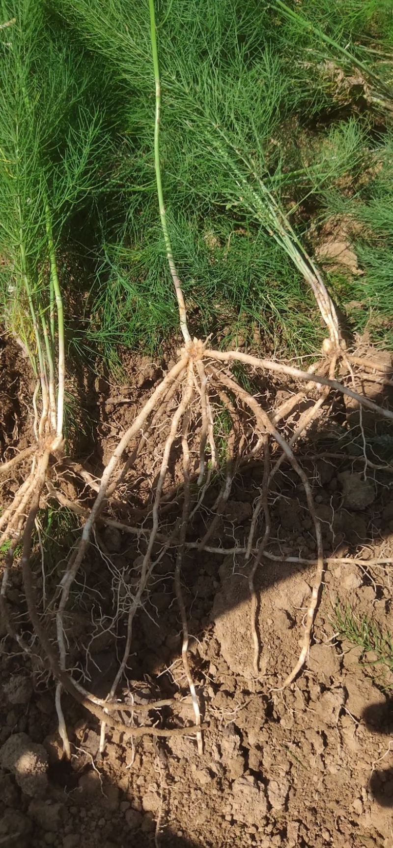 芦笋苗多年生植物抗病抗寒一次种植多年采收