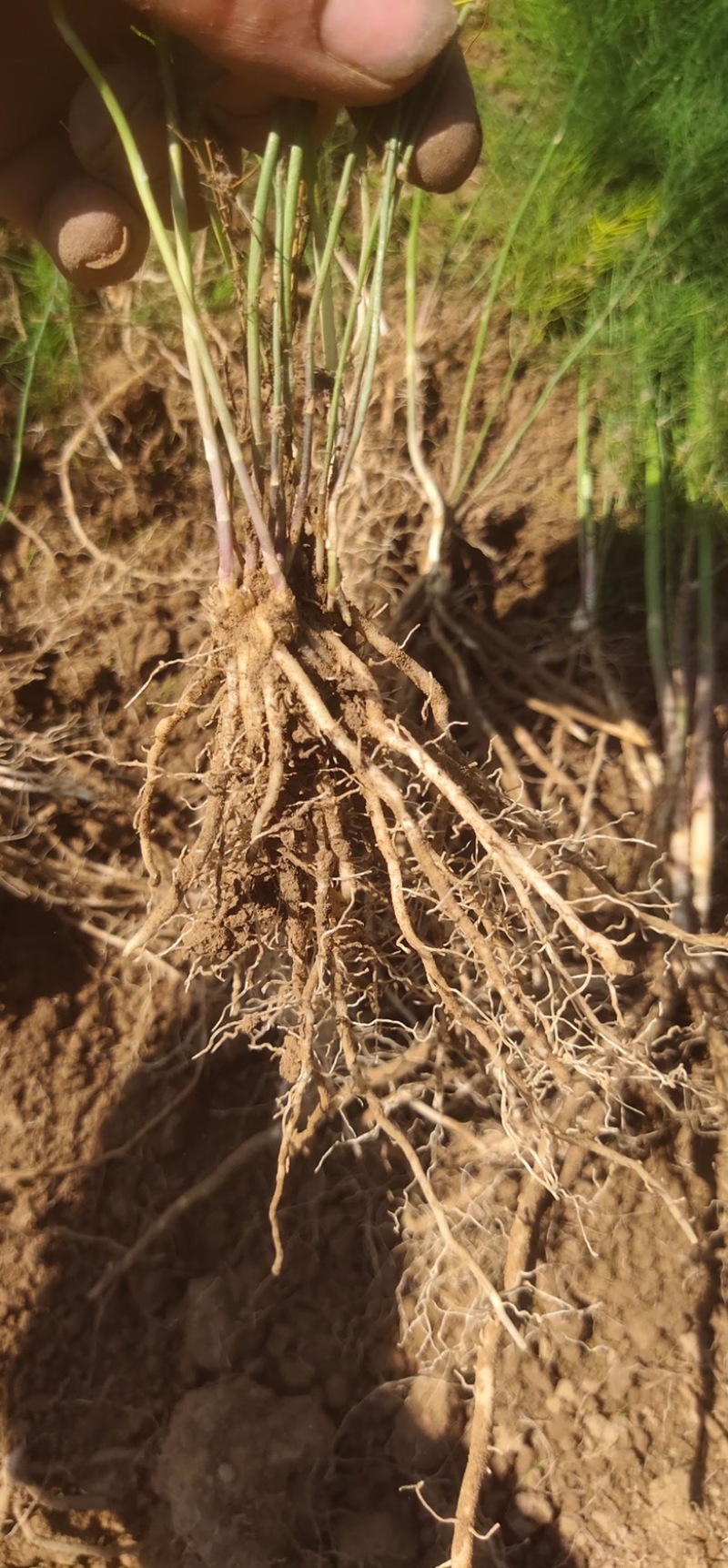 芦笋苗多年生植物抗病抗寒一次种植多年采收